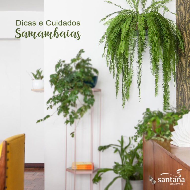 samambaias
